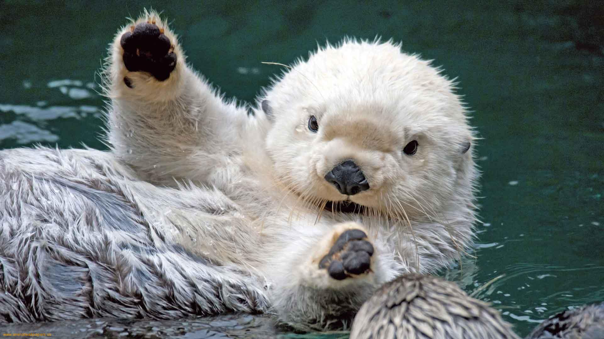 Image: large otter